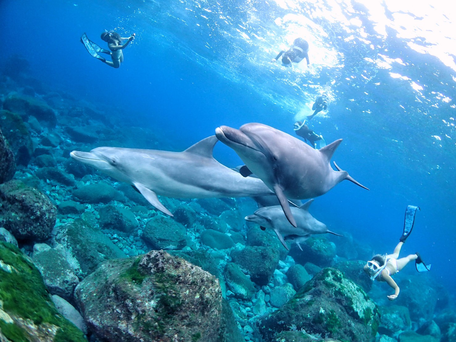 御蔵島ドルフィンスイムトリップ | 沖縄でダイビングするなら Dive Journey