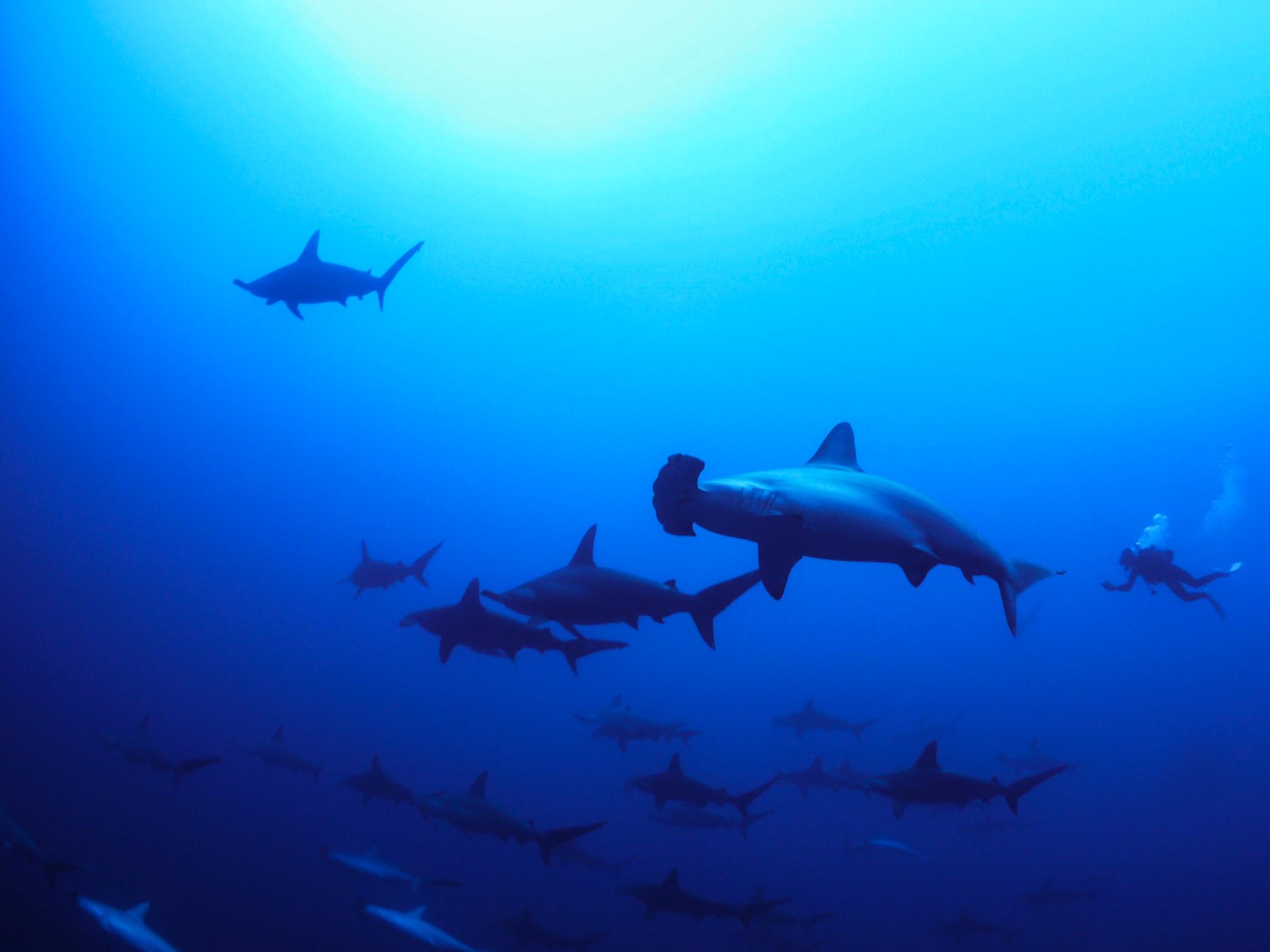 与那国島トリップ 沖縄でダイビングするなら Dive Journey