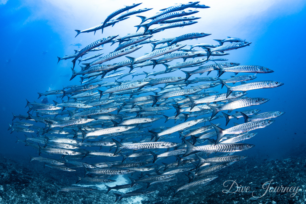 久々トライアングル 沖縄でダイビングするなら Dive Journey