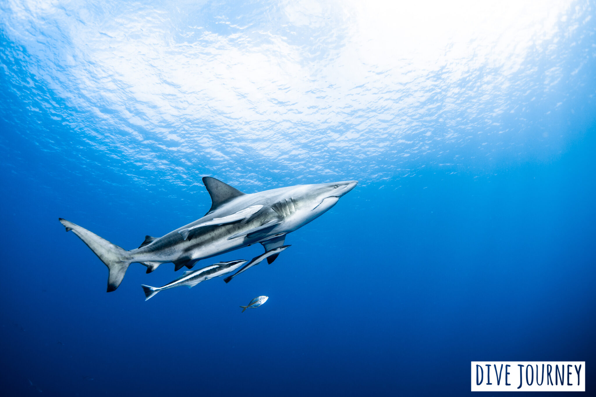 カマストガリザメ！ 沖縄でダイビングするなら Dive Journey