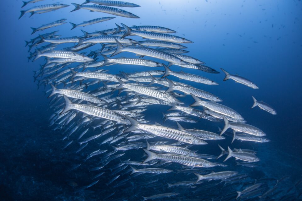 トライアングルで2種盛り 沖縄でダイビングするなら Dive Journey