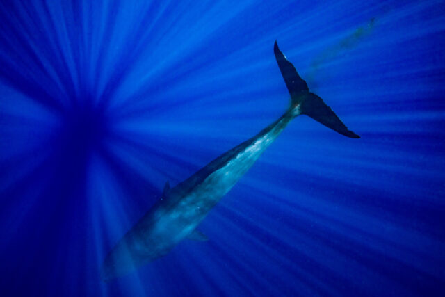 奄美マッコウチャレンジ2025