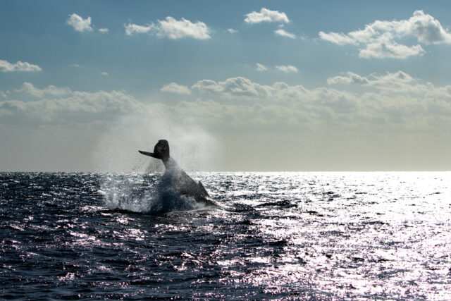 奄美大島ホエールトリップ スタート